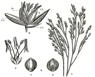 A Blütenstand, B Ährchen (C1, C2, C3 Hüllspelzen, D Deckspelze, E Vorspelze), F Staubbeutel und Fruchtknoten mit den beiden Narben, K Körner a Bauchseite  b Rückseite