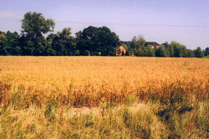 Ausgereifte Hirsebestände